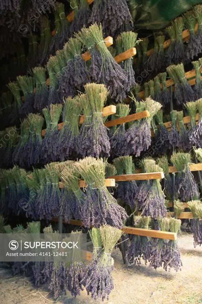 lavender crop drying lavandula sp. france 