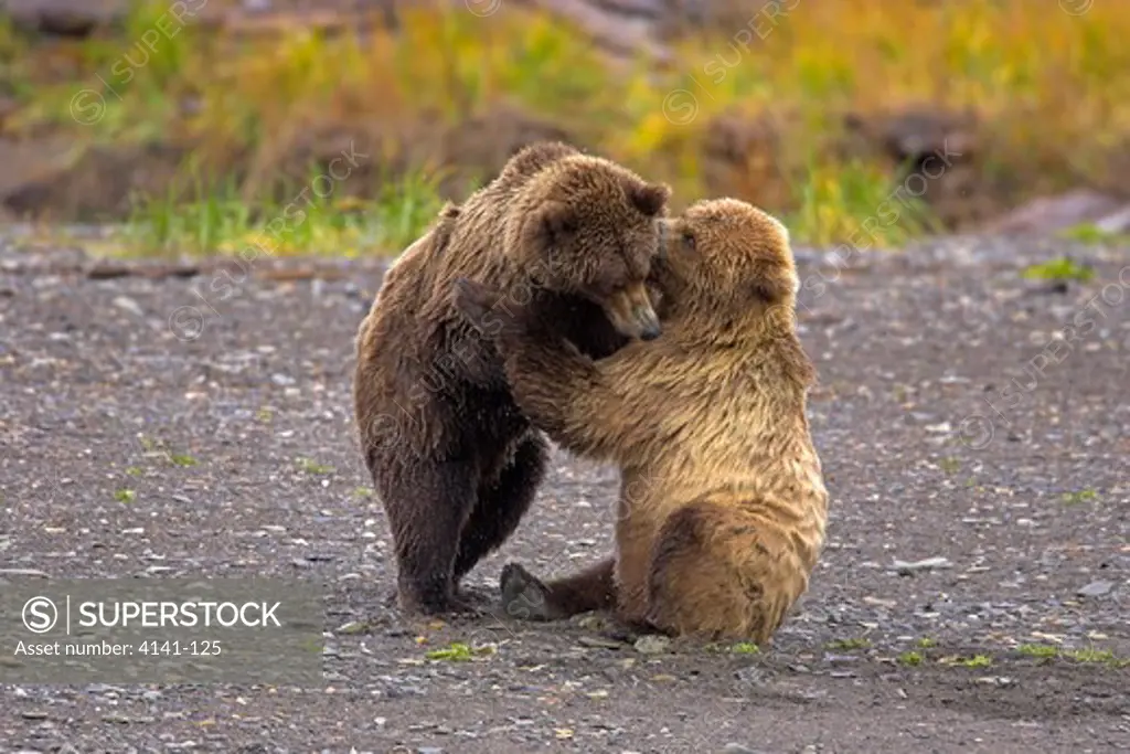 american brown or grizzly bears ursus arctos horribilis males play fighting katmai national park, alaska, usa