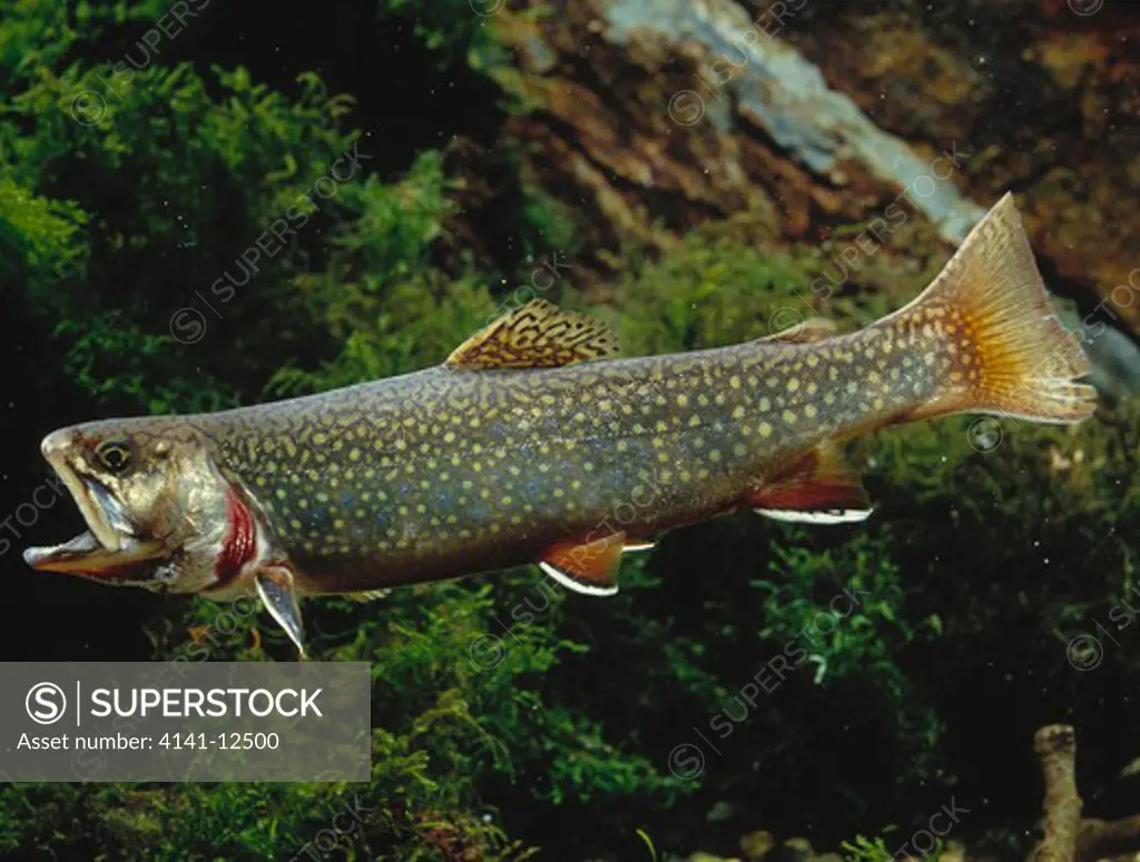 brook trout salvelinus fontinalis showing paired fins and gills