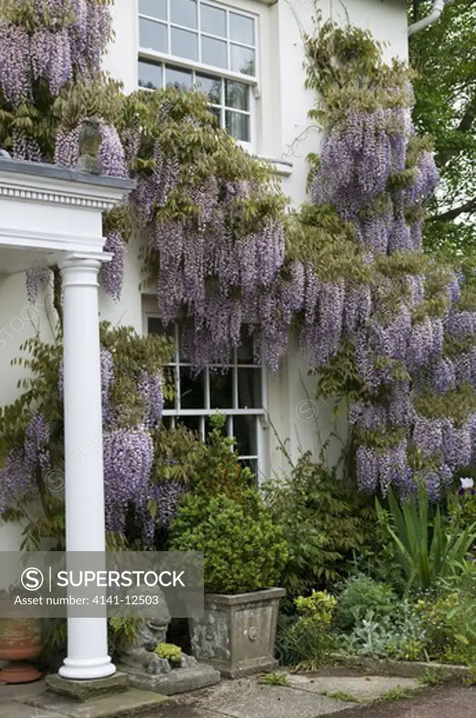 wisteria climbing up front of house around windows and porch. date: 10.10.2008 ref: zb1040_121960_0002 compulsory credit: photos horticultural/photoshot 