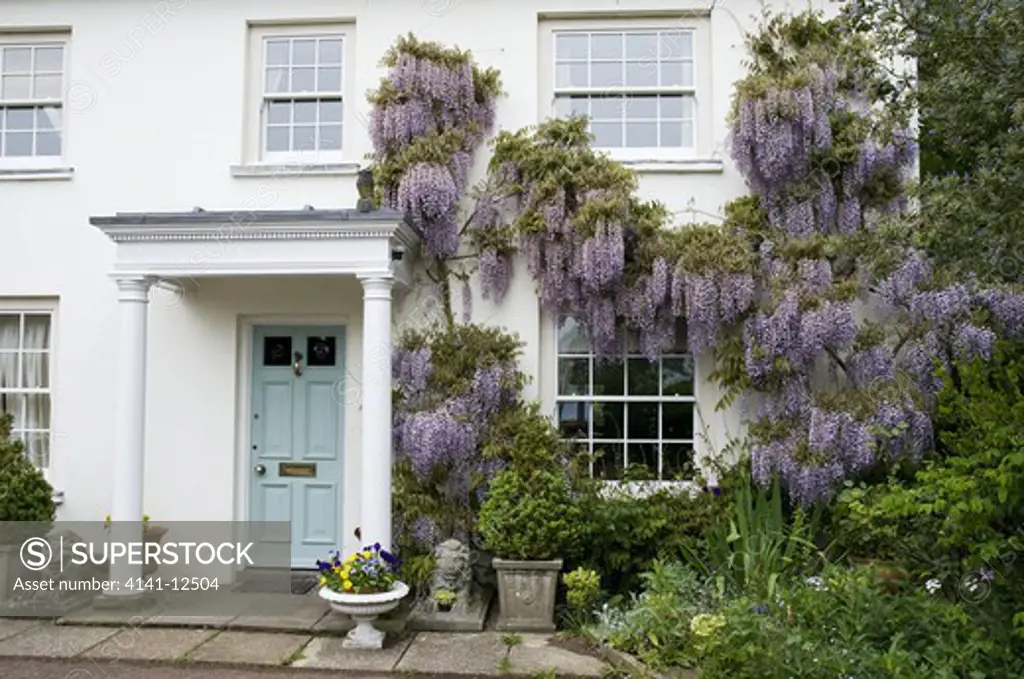wisteria climbing up front of house around windows and porch. date: 10.10.2008 ref: zb1040_121960_0003 compulsory credit: photos horticultural/photoshot 