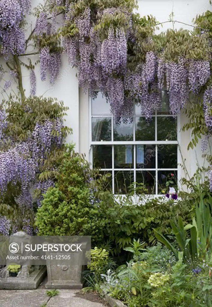 wisteria climbing up front of house around windows and porch. date: 10.10.2008 ref: zb1040_121960_0004 compulsory credit: photos horticultural/photoshot 