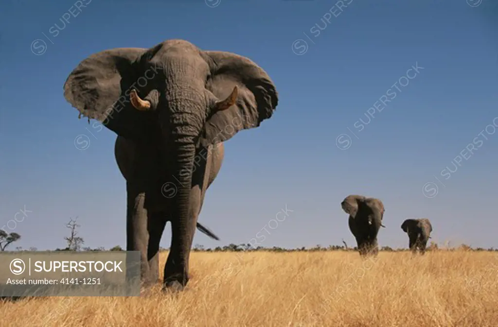 african elephants loxodonta africana aggressive bull savute, botswana