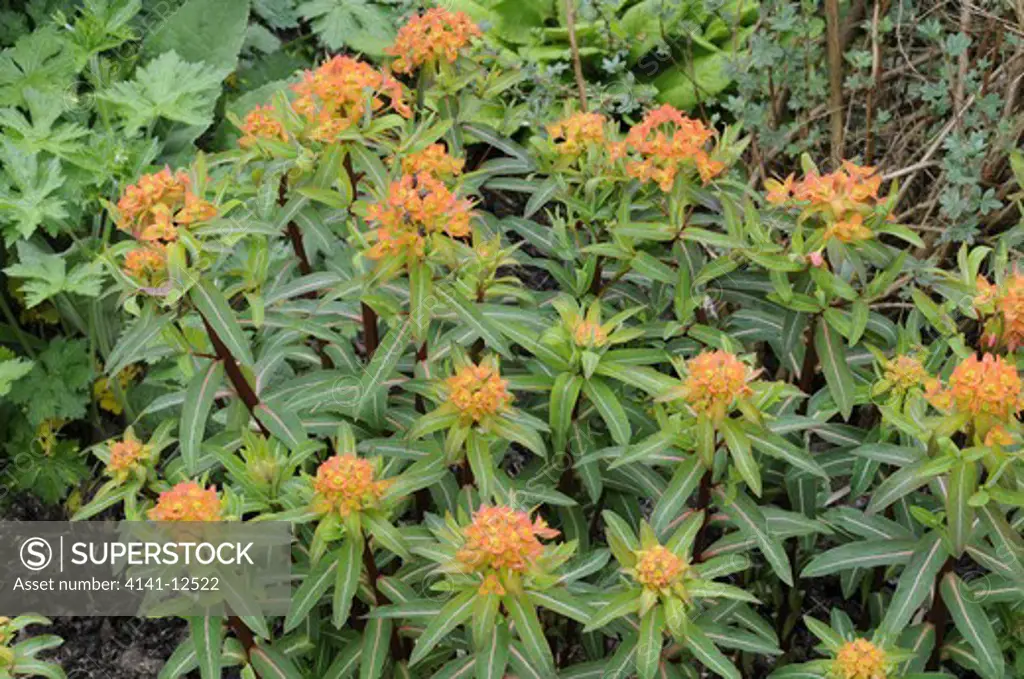 euphorbia fireglow date: 10.10.2008 ref: zb1040_121960_0021 compulsory credit: photos horticultural/photoshot 
