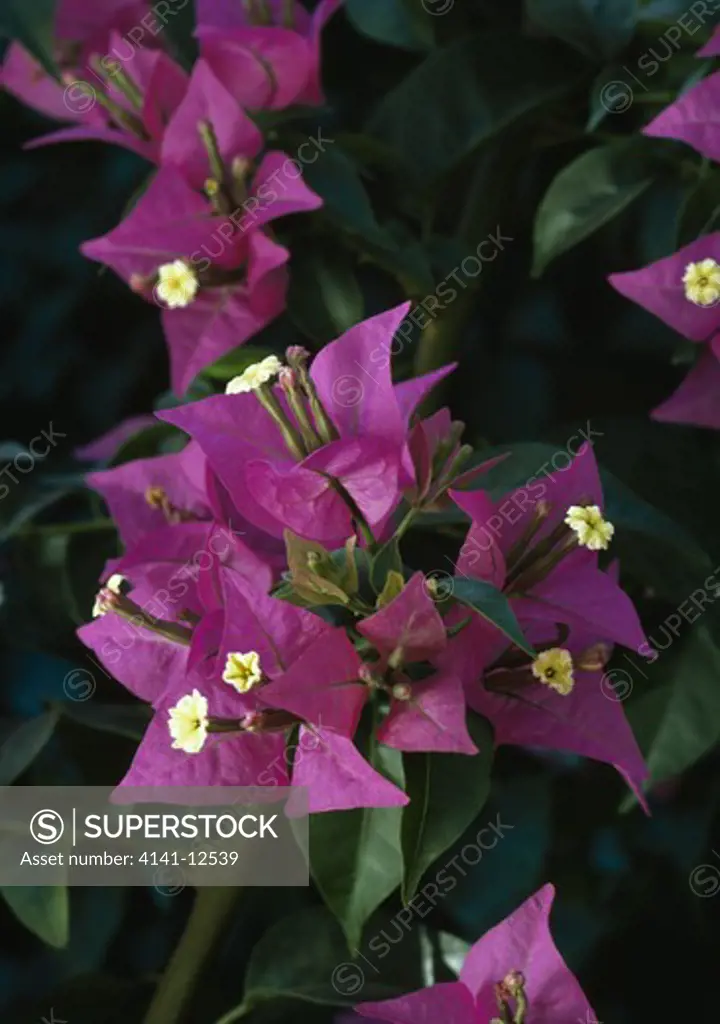 bougainvillea flowers bougainvillea spectabilis central & south america 