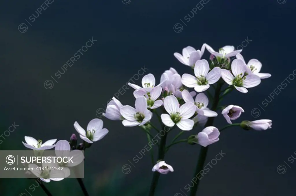cuckoo flower or lady's smock cardamine pratensis inflorescence detail 