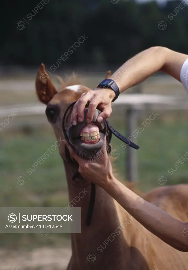 horse training a well-handled foal having its teeth looked at 