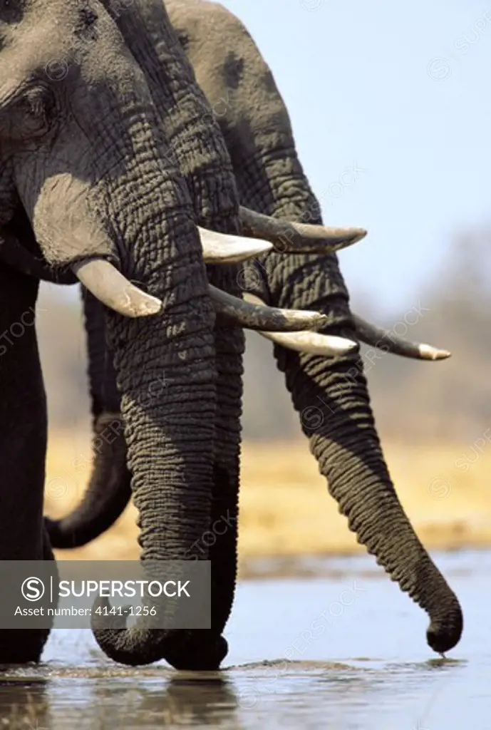 african elephants loxodonta africana bulls drinking savute, botswana