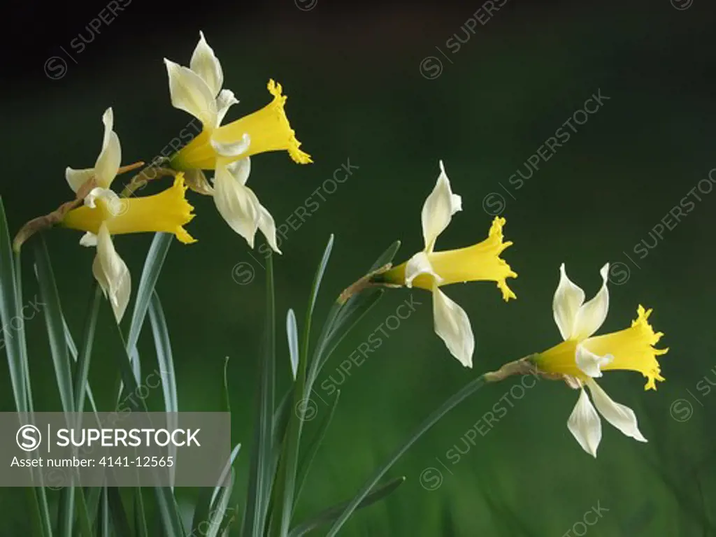 wild daffodil narcissus pseudonarcissus sussex uk