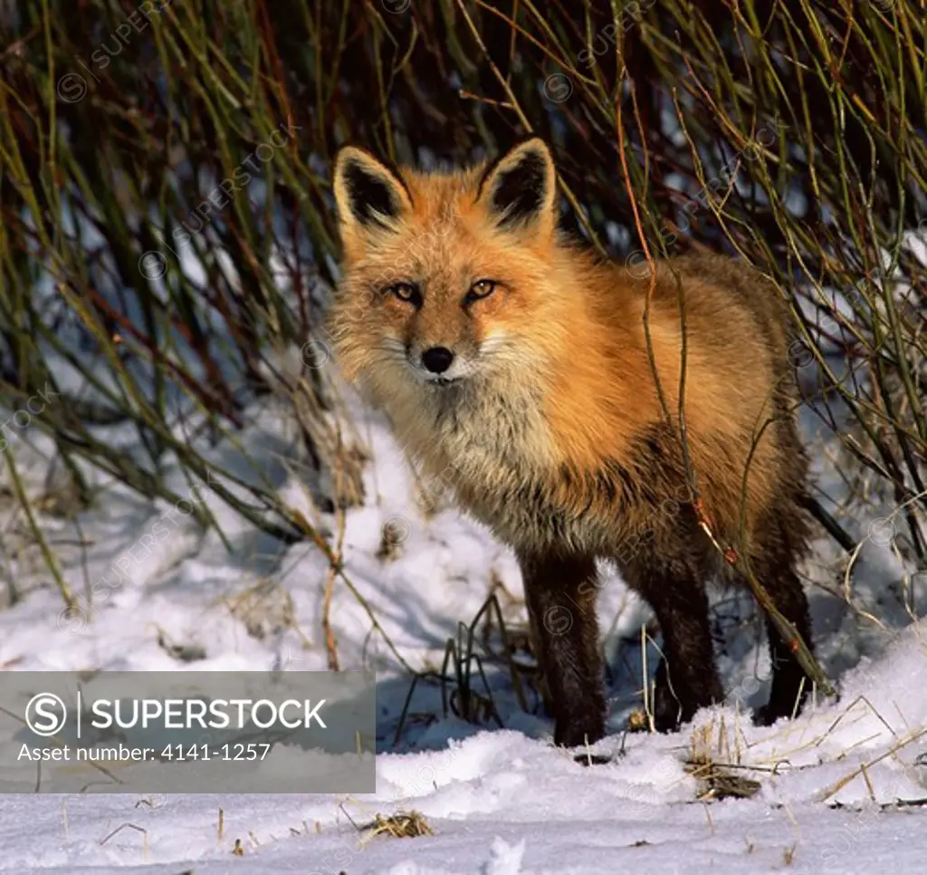 north american red fox vulpes vulpesin willows usa