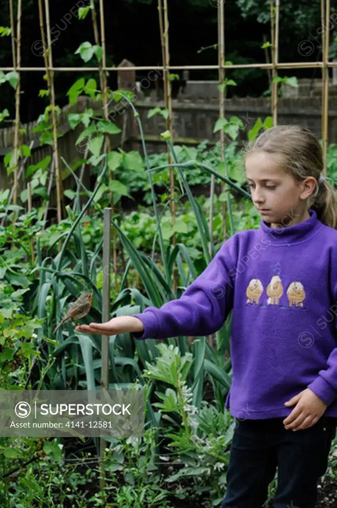 robin (erithacus rubecula) tame being hand fed by child sussex uk