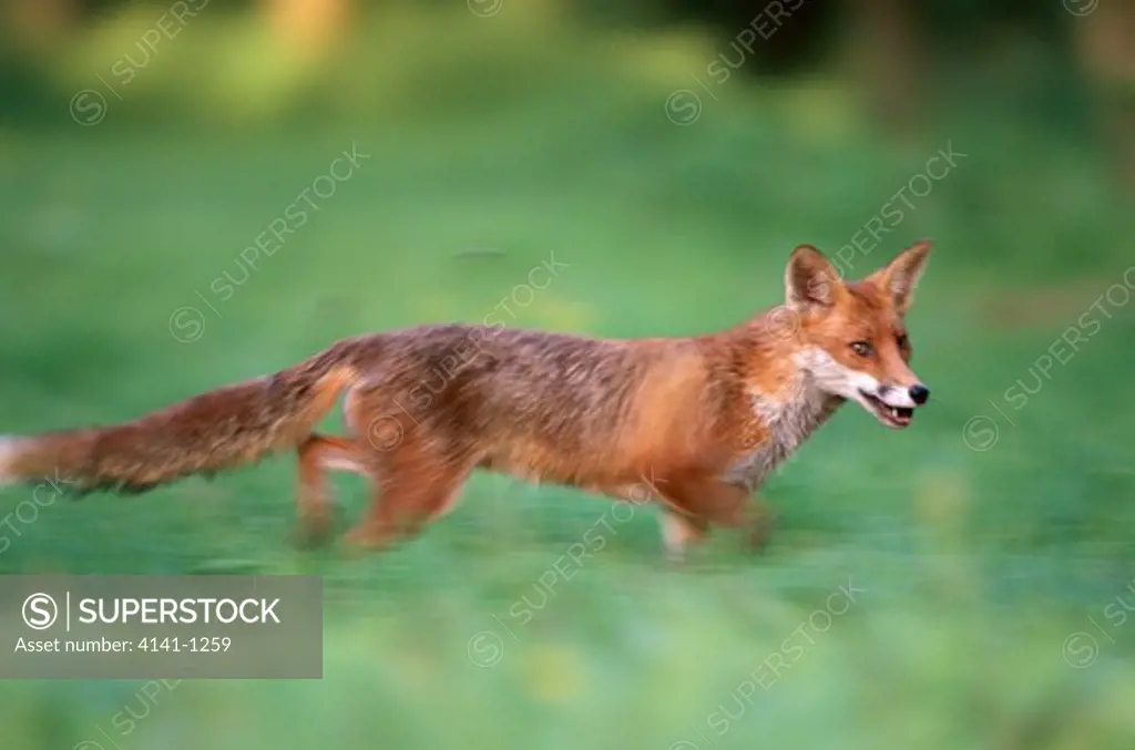 red fox vulpes vulpes running uk