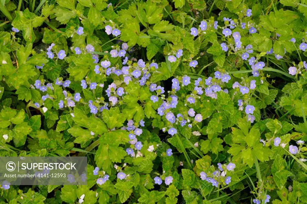 germander speedwell (veronica chamaedrys)