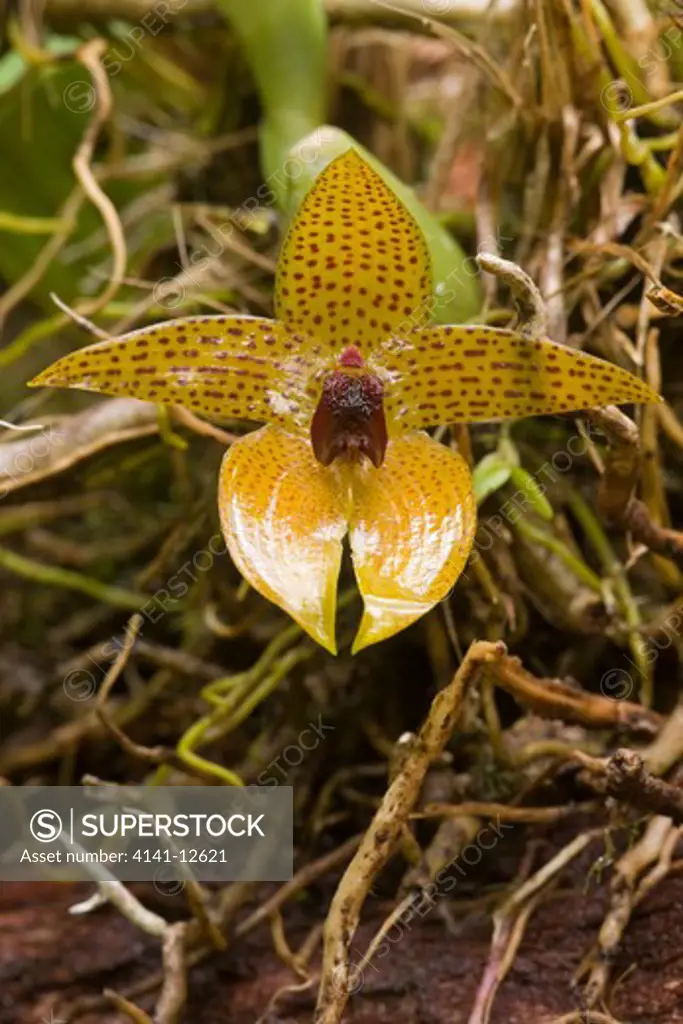 orchid (bulbophyllum sp.), kinabalu national park sabah, borneo date: 17.11.2008 ref: zb1041_124576_0003 compulsory credit: nhpa/photoshot