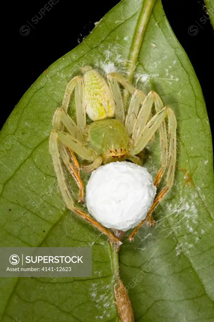 green crab spider guarding egg-mass, sukau, borneo date: 17.11.2008 ref: zb1041_124576_0005 compulsory credit: nhpa/photoshot