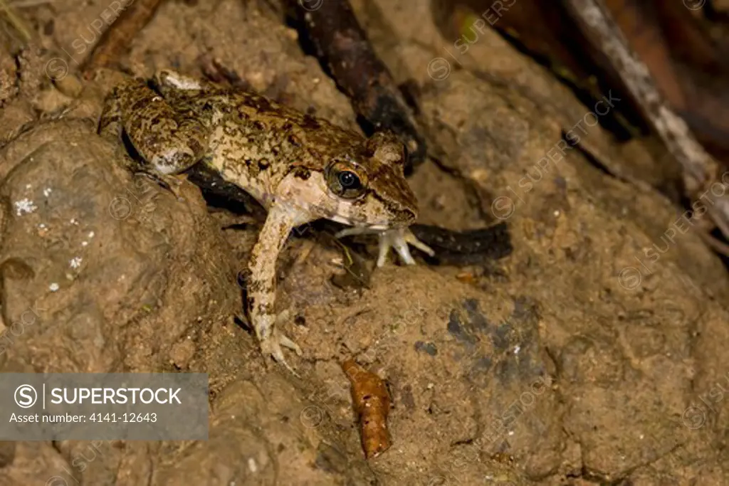 rough guardian frog, limnonectes finchi, danum valley, sabah, borneo date: 17.11.2008 ref: zb1041_124576_0025 compulsory credit: nhpa/photoshot