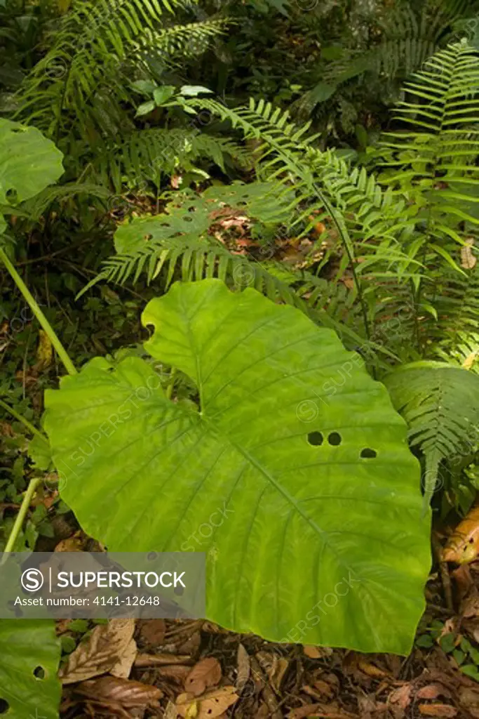 yam leaf and ferns, danum valley, sabah, borneo date: 17.11.2008 ref: zb1041_124576_0030 compulsory credit: nhpa/photoshot