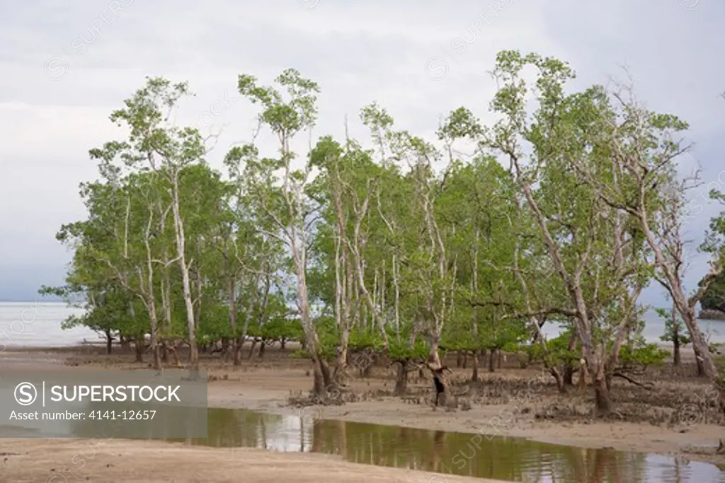 mangrove forest and trees, bako national park, sarawak, borneo, malaysia date: 17.11.2008 ref: zb1041_124576_0039 compulsory credit: nhpa/photoshot