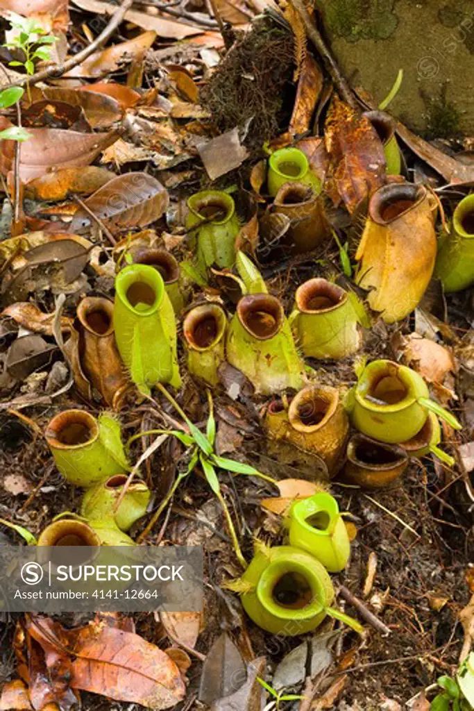 pitcher plant, nepenthes ampullaria, bako national park, sarawak, borneo, malaysia date: 17.11.2008 ref: zb1041_124576_0046 compulsory credit: nhpa/photoshot