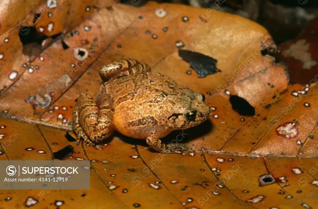 tiny digging frog on leaf plethodontohyla minuta nosy mangabe, madagascar.