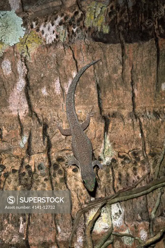day gecko female on tree trunk. phelsuma leiogaster fort dauphin, madagascar. 