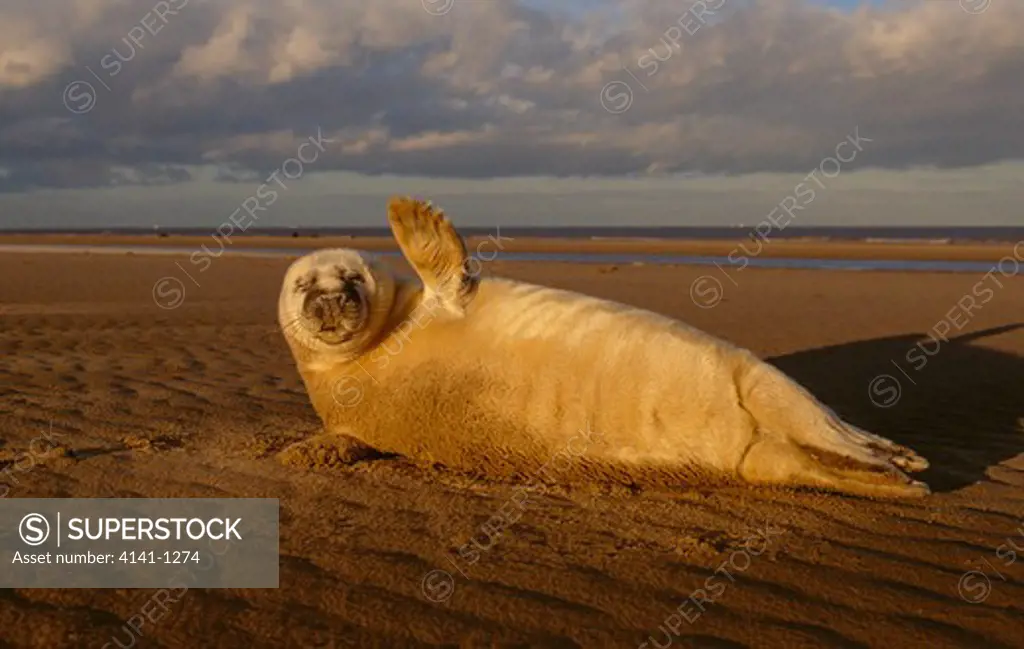 grey seal haliochoerus grypus pup on beach waving flipper uk