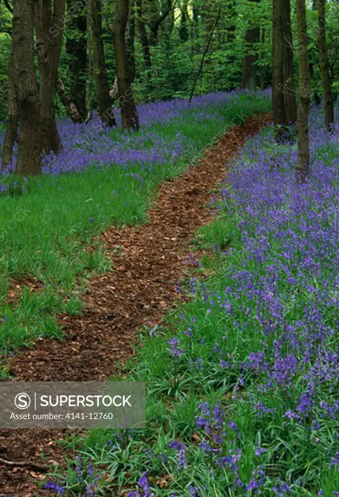 bluebells in woodland endymion non-scripta south yorkshire, england.