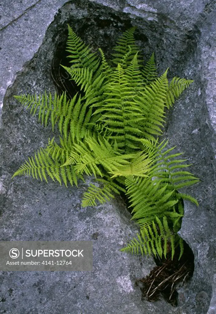 rigid buckler fern growing in limestone pavement dryopteris submontana lancashire, england. (june)