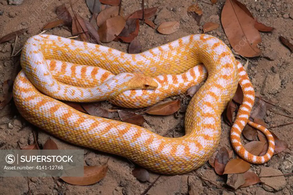 san diego gopher snake albino pituophis catenifer annectans captive. native to usa.