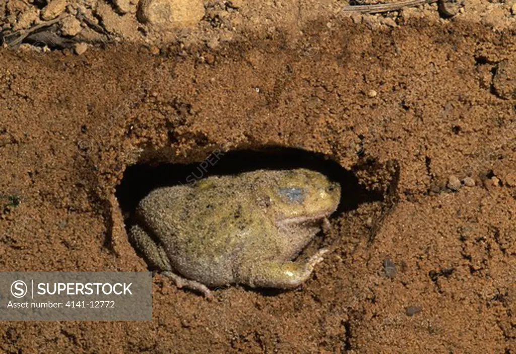 couch's spadefoot toad in burrow scaphiopus couchi arizona.