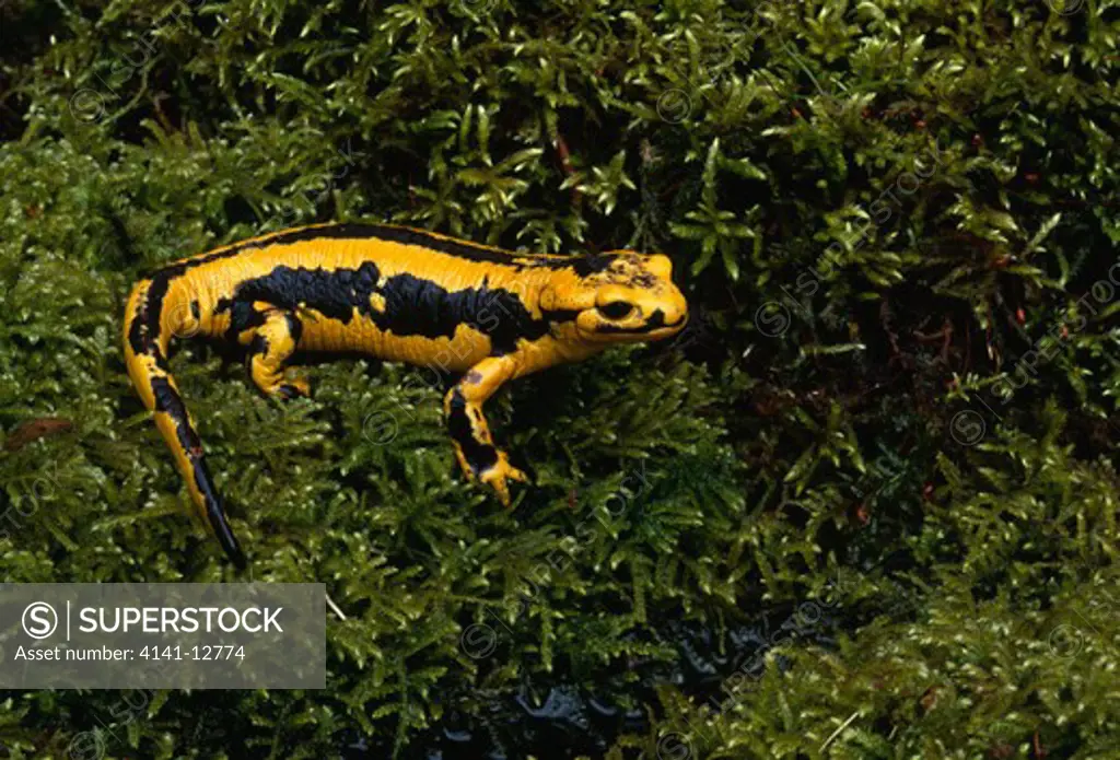 pyrenean fire salamander salamandra salamandra fastuosa lourdes, pyrenees, france.