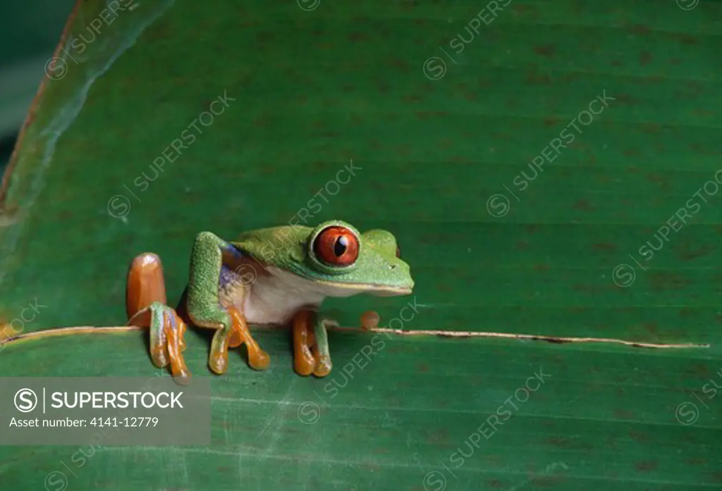 red-eyed leaf frog agalychnis saltator costa rica.