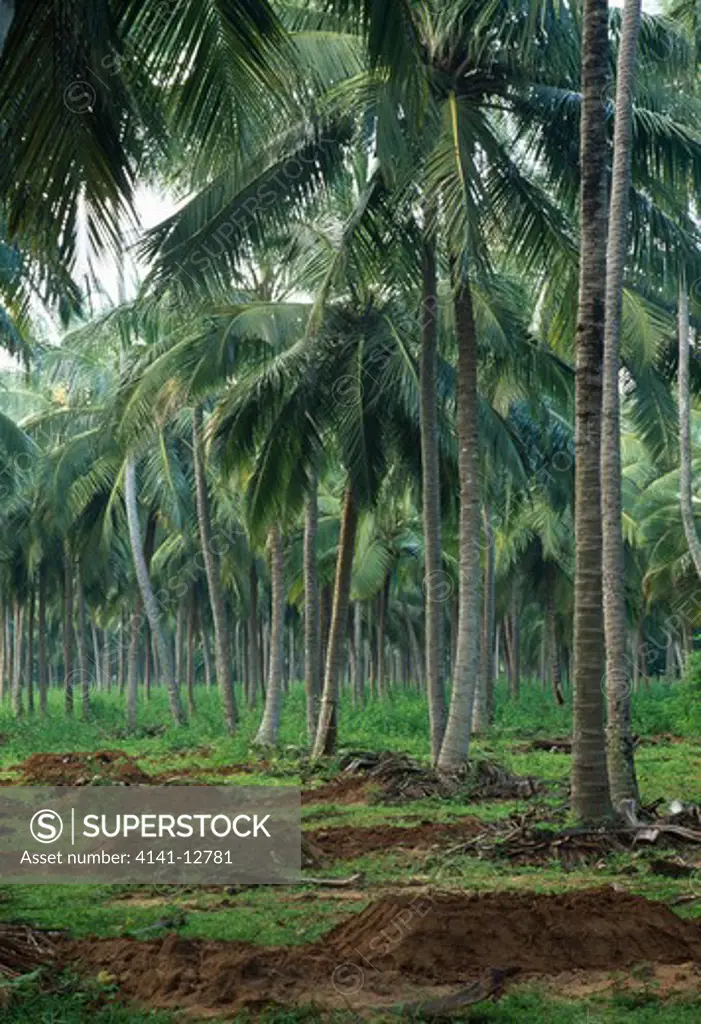 coconut plantation puttulam, sri lanka (dry zone). (habitat of snakes typhlops sp & uropeltis sp.)