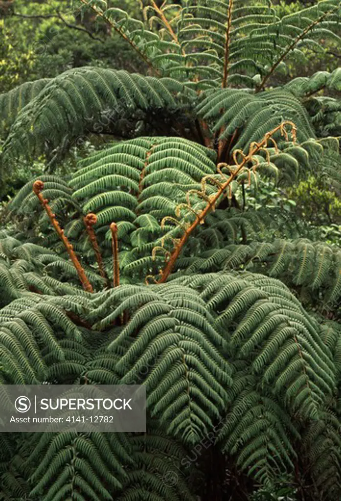 tree fern cyathea crinita horton plains, sri lanka.