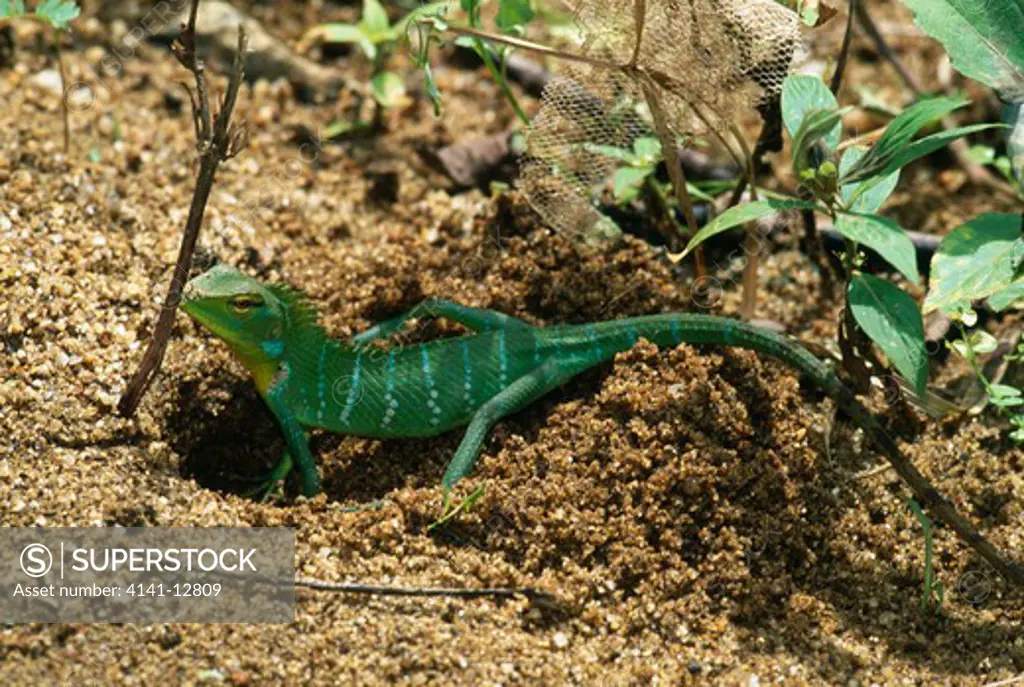 green garden lizard laying eggs calotes calotes hunas falls, sri lanka. 