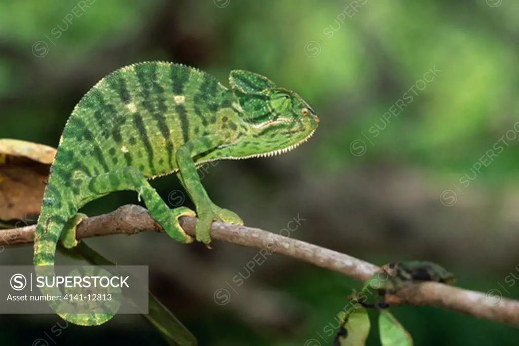 sri lankan chameleon chamaeleo zeylanicus puttulam, sri lanka. (dry zone)