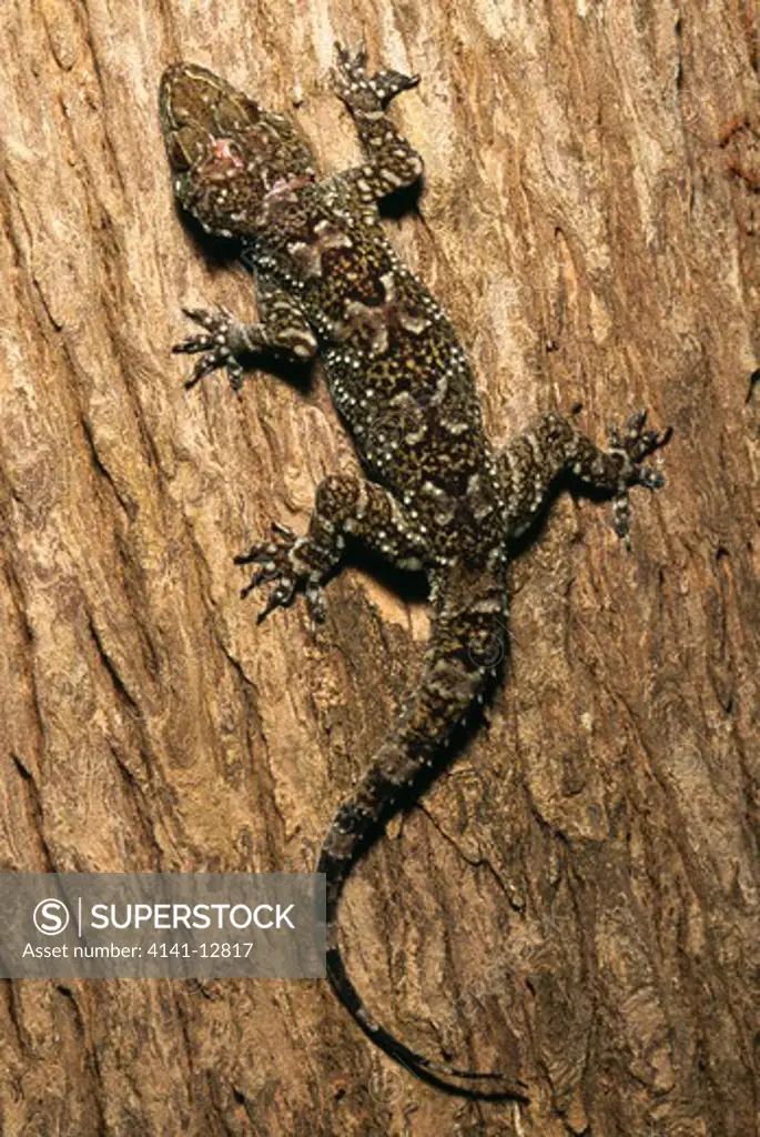 spotted giant gecko hemidactylus maculatus hunae nilgala fire savanna, sri lanka. 