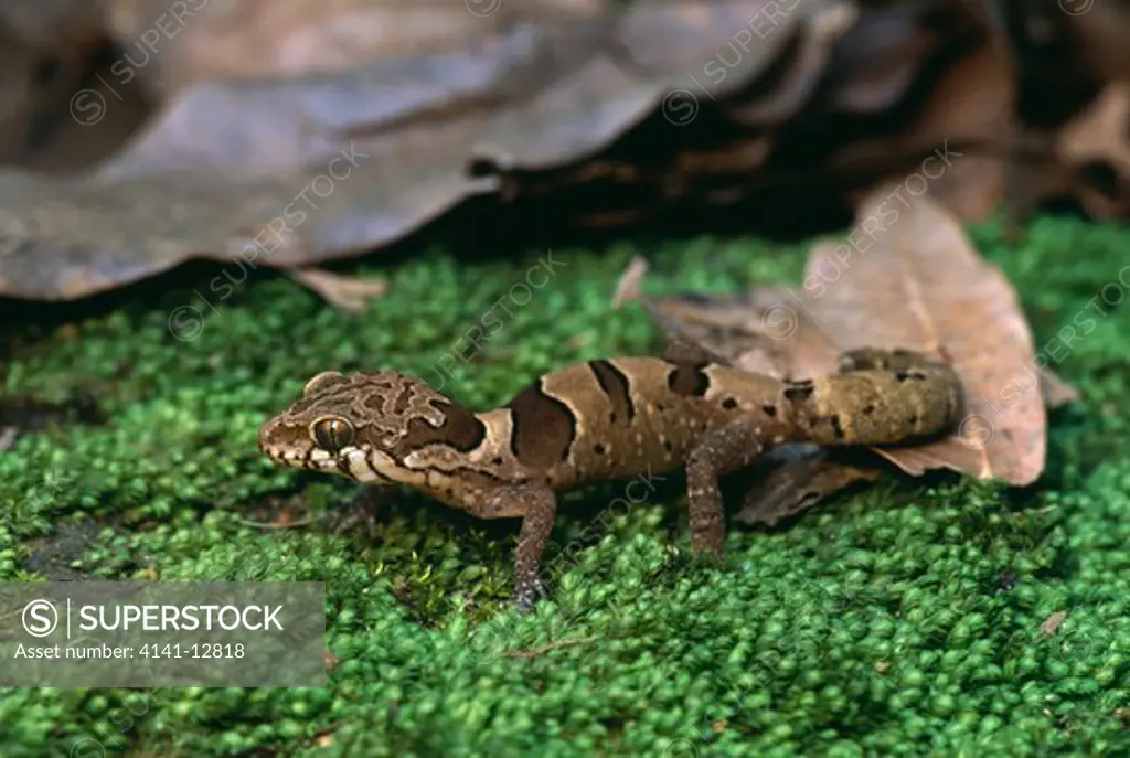 spotted bow-fingered gecko geckoella triedrus sri lanka. 