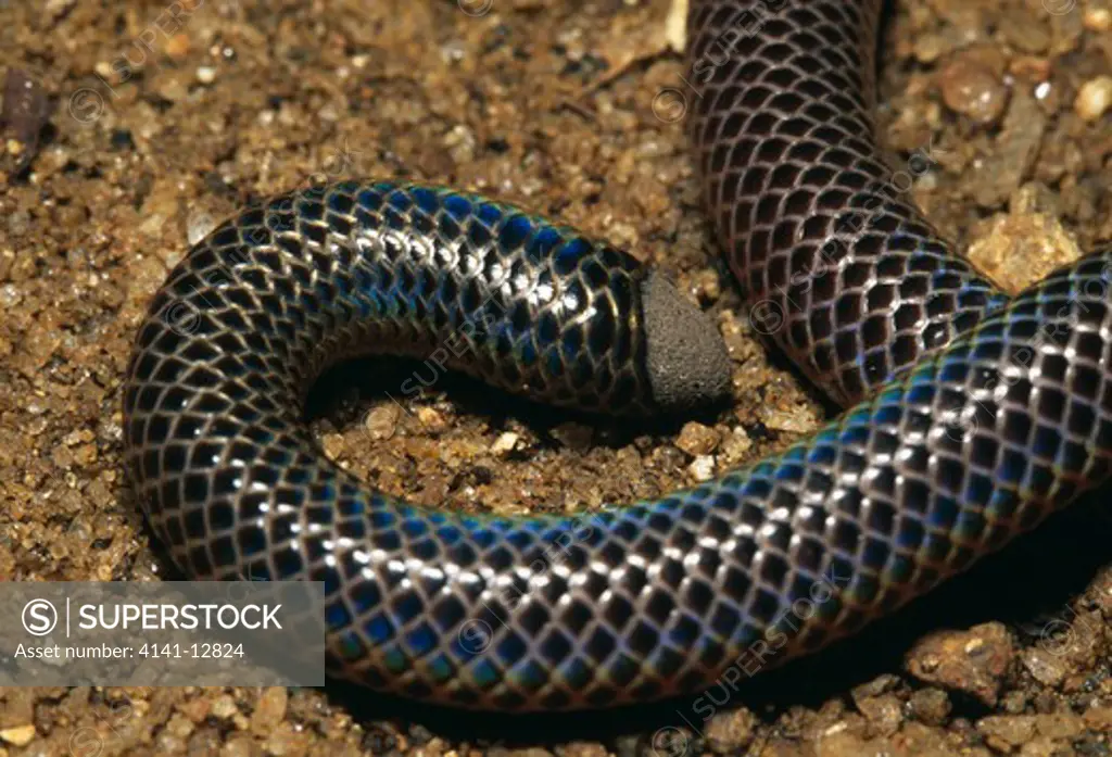 black shield-tailed snake uropeltis melanogaster showing caudal plate. central hill country, sri lanka. 