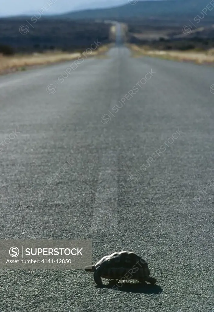 angulate tortoise crossing road chersina angulata little karoo, south africa.