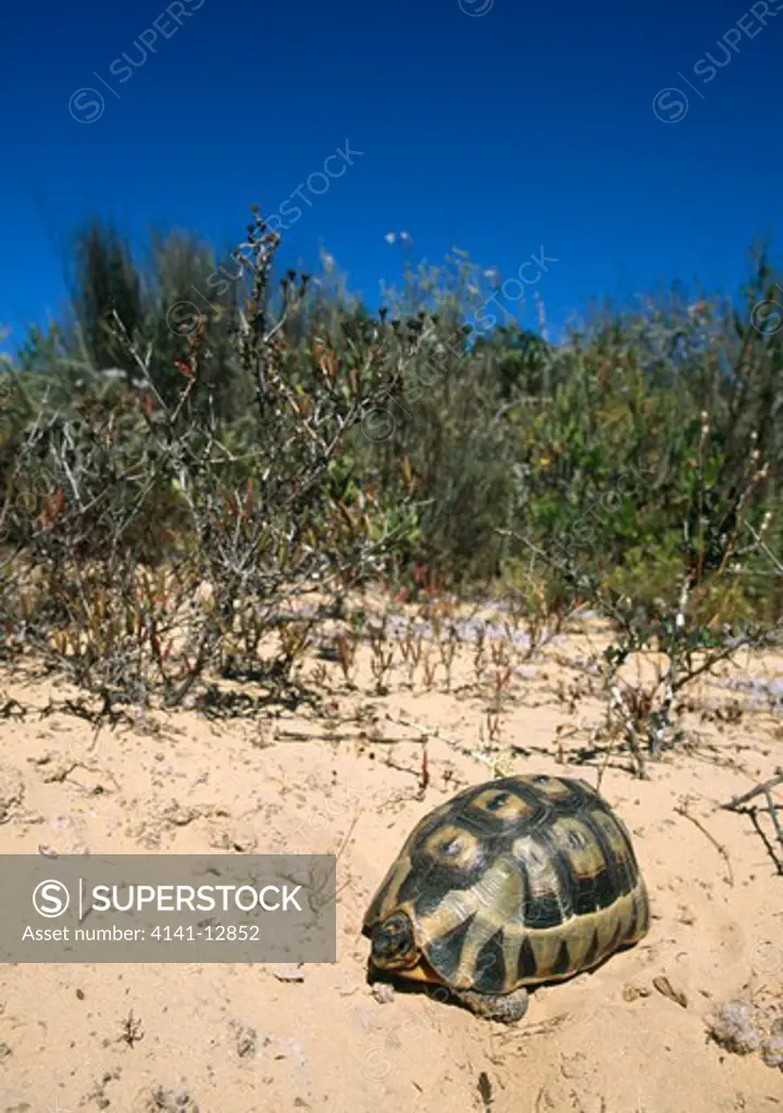 angulate tortoise chersina angulata western cape, south africa.