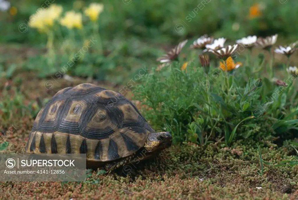 angulate tortoise chersina angulata langebaan, south afica.