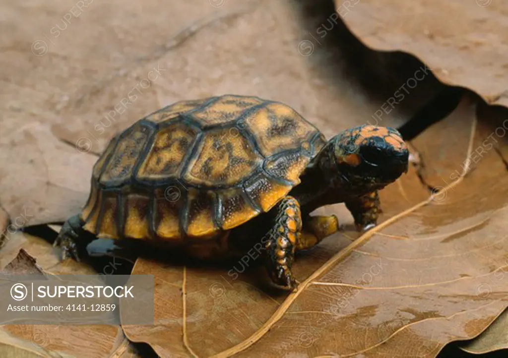 yellow-footed tortoise juvenile geochelone denticulata south america.