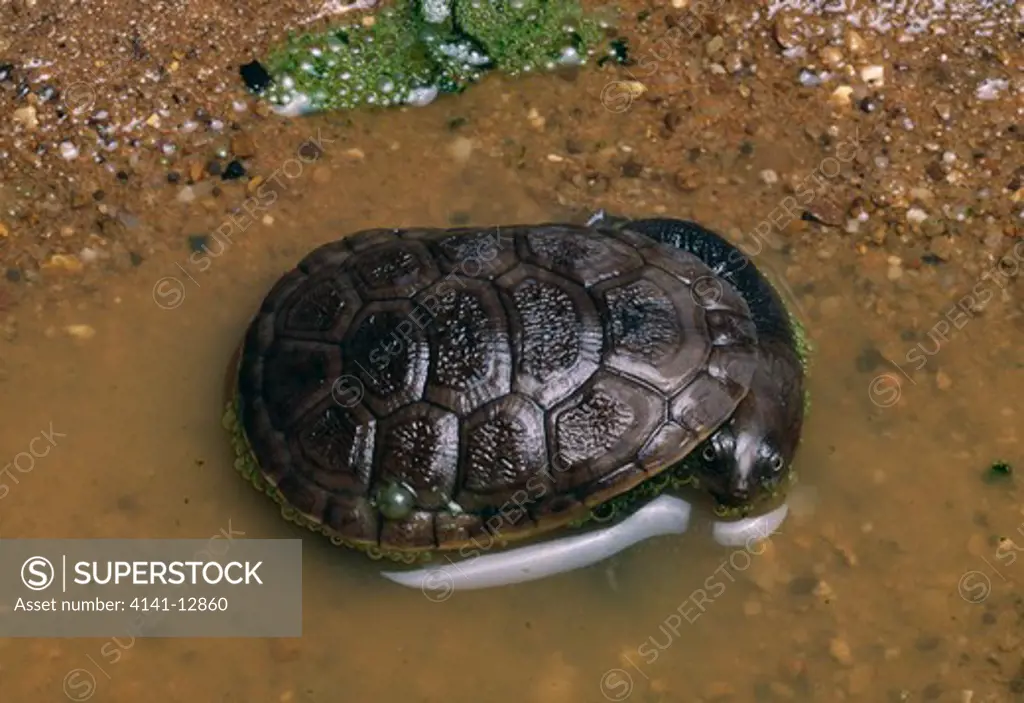 oblong snake-necked turtle chelodina oblonga juvenile western australia.