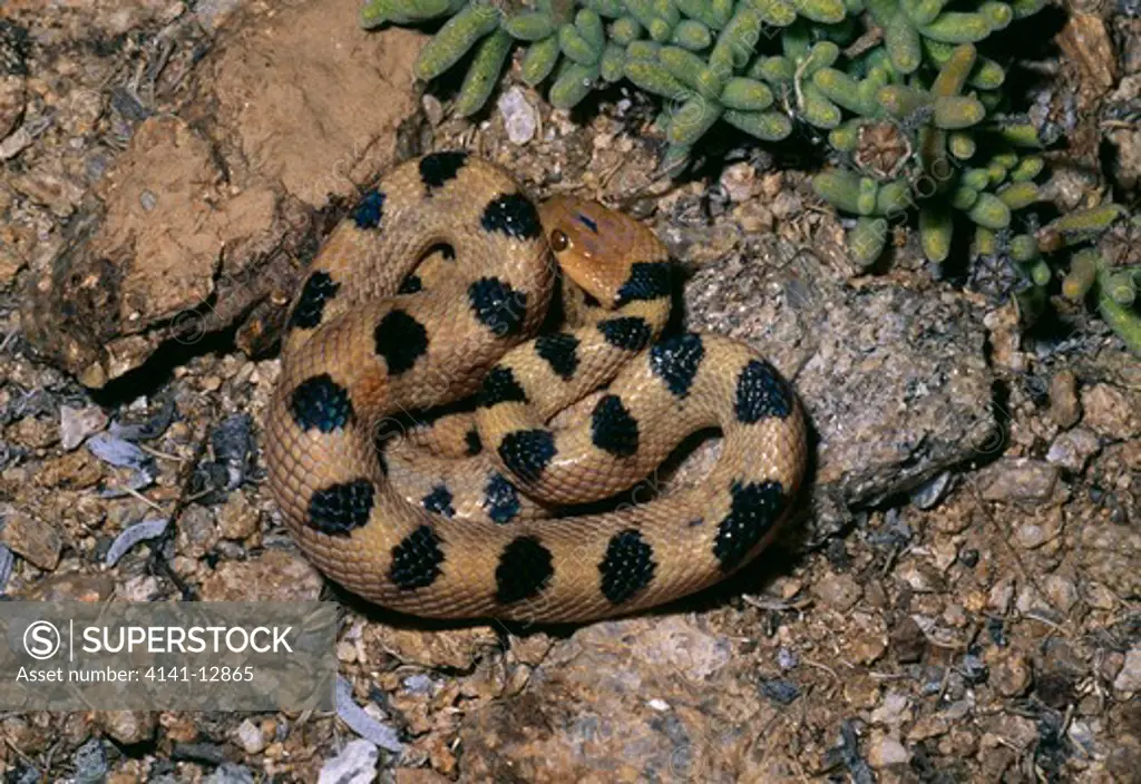 namib tiger snake telescopus beetzii springbok, south africa.
