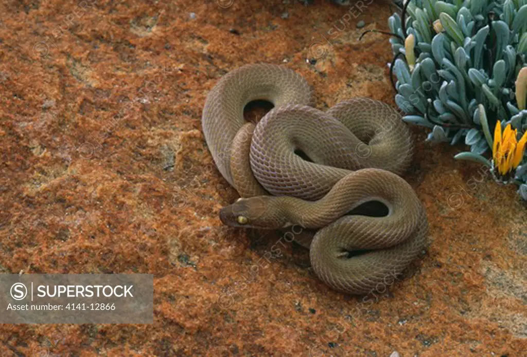 brown house snake desert form lamprophis fuliginosus mentalis springbok, namaqualand, south africa.