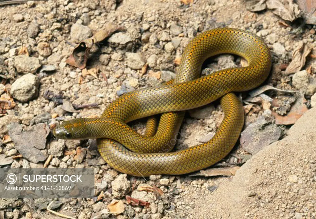 olive house snake in habitat lamprophis aurora south africa.