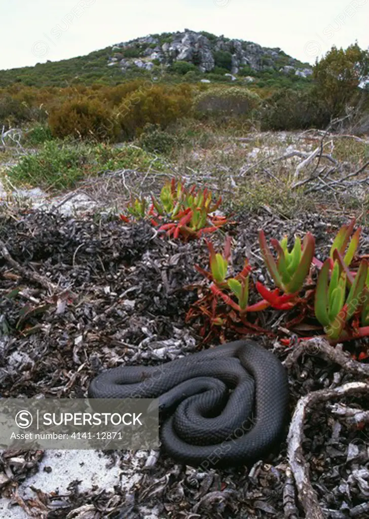 mole snake black form in habitat pseudaspis cana cape peninsula, south africa.