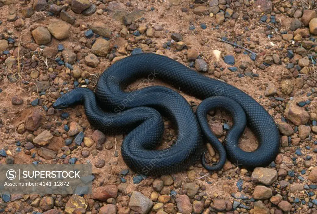 mole snake black form pseudaspis cana cape peninsula, south africa.