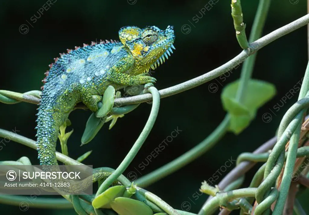 high casqued chameleon male chamaeleo hoehnelii nyahururu, kenya.